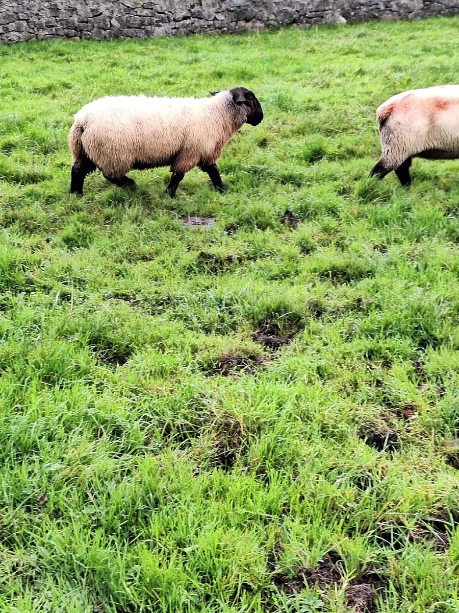 Suffolk rams (3) - Image 4
