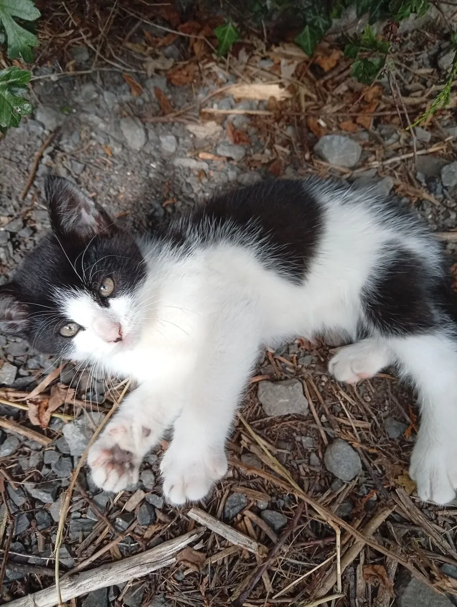 Kittens - Image 2