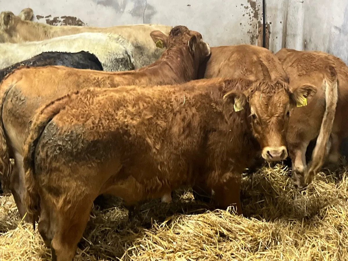 Super 360Kg CH & LIM Bull Weanlings - Image 1