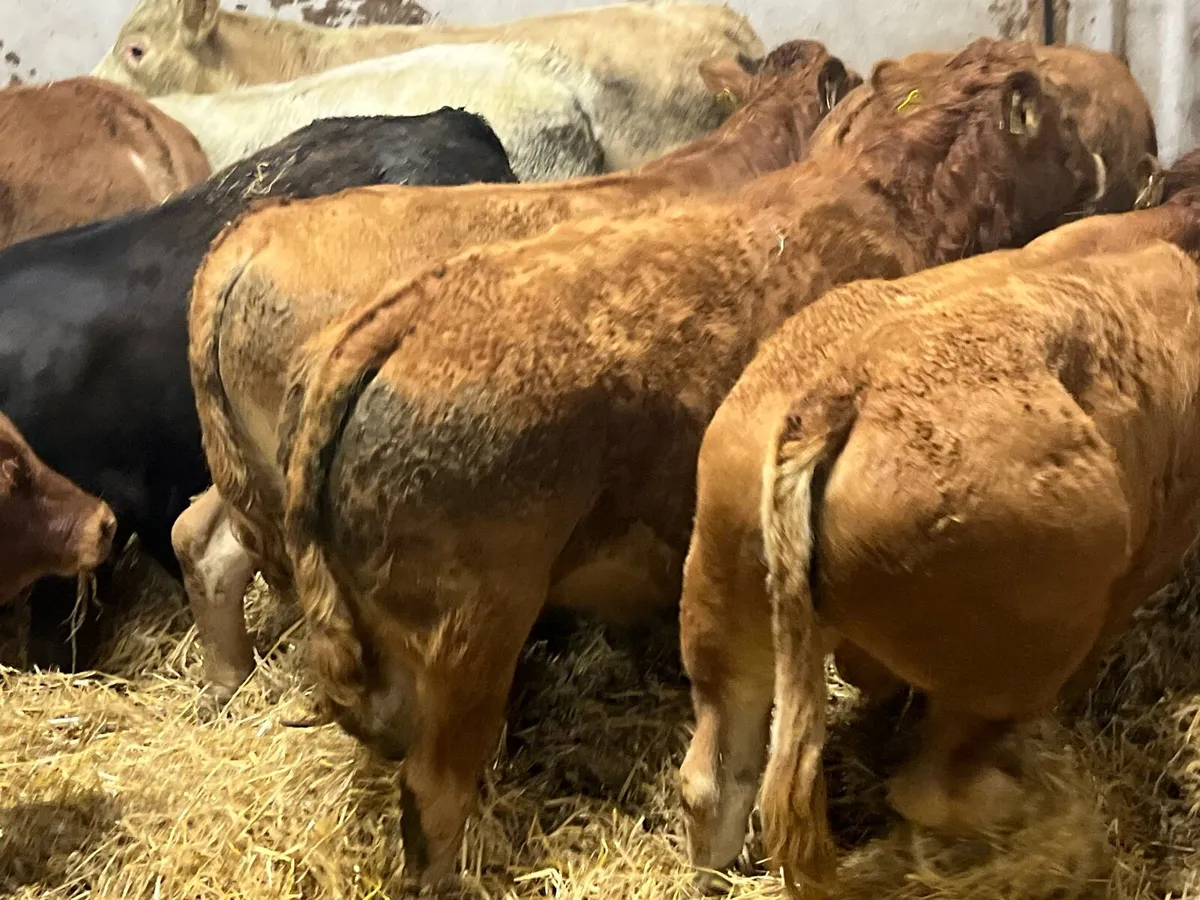 Super 360Kg CH & LIM Bull Weanlings - Image 2