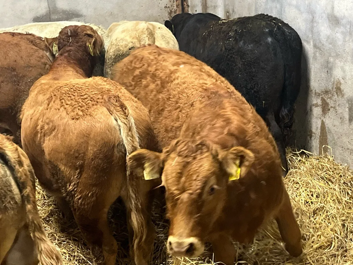 Super 360Kg CH & LIM Bull Weanlings - Image 3