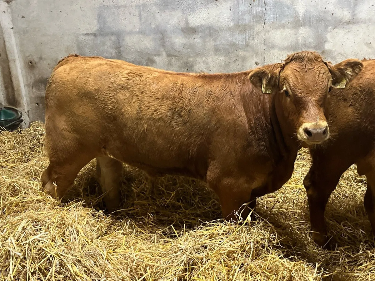 Super 360Kg CH & LIM Bull Weanlings - Image 4