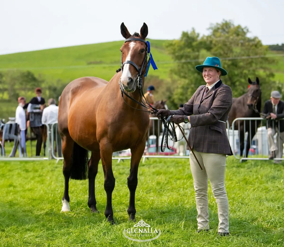 Stunning Irish Sports Horse Broodmare - Image 2