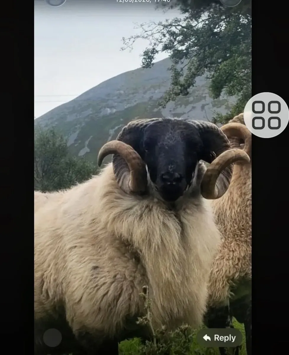 Mayo Mountain HOGGET - Image 1
