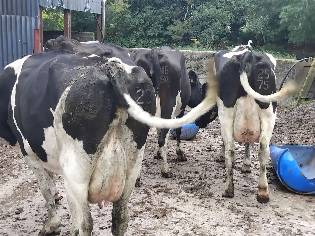 4 milking cows due in March - Image 2