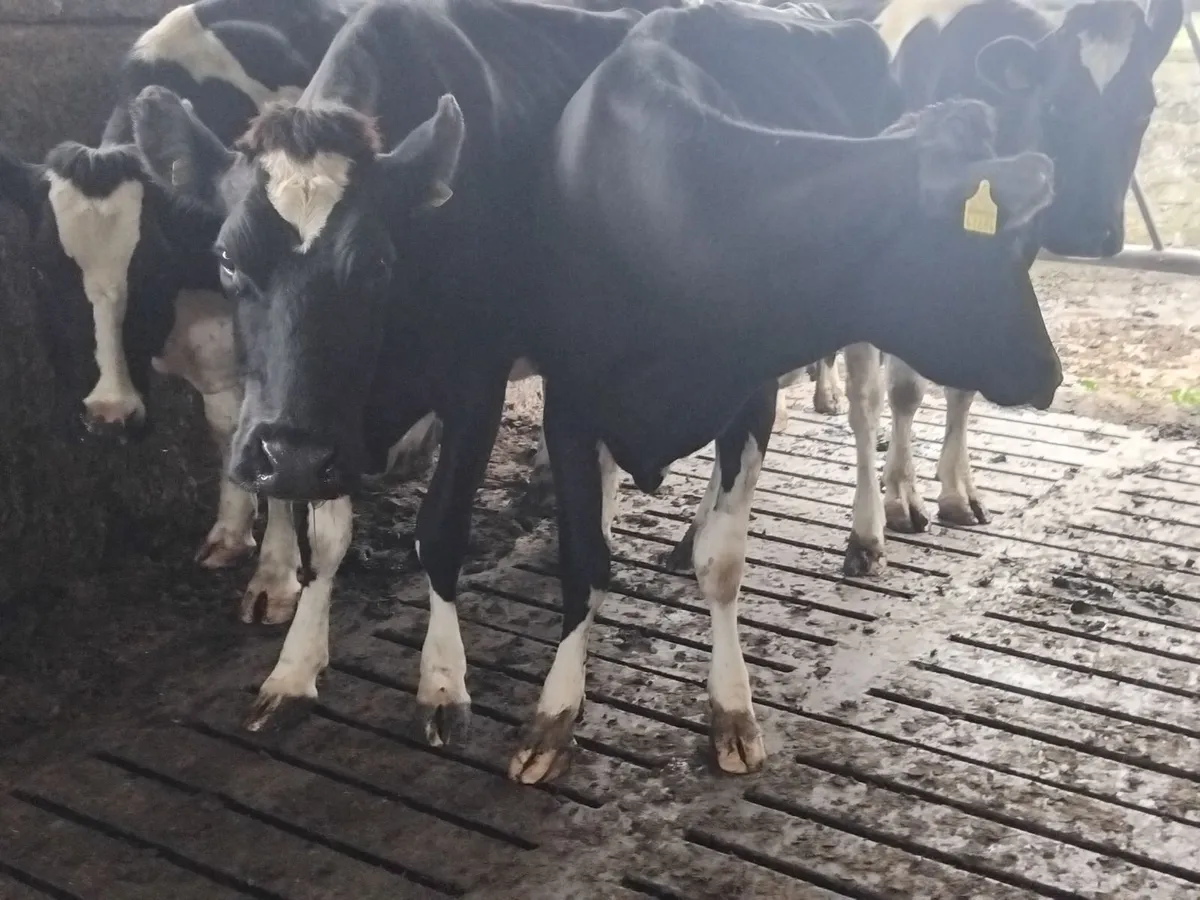 4 milking cows due in March - Image 4