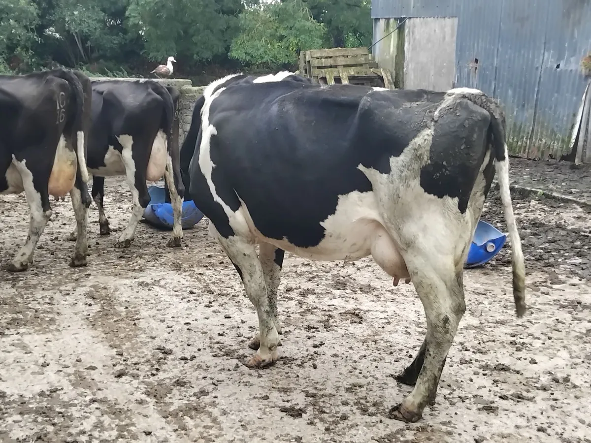 4 milking cows due in March - Image 3