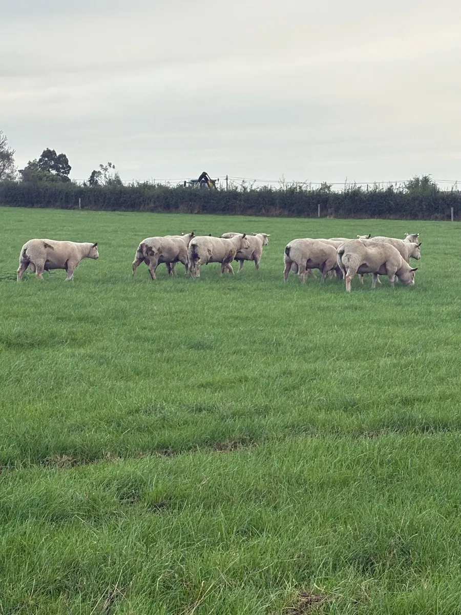 Charollais Hogget rams - Image 2