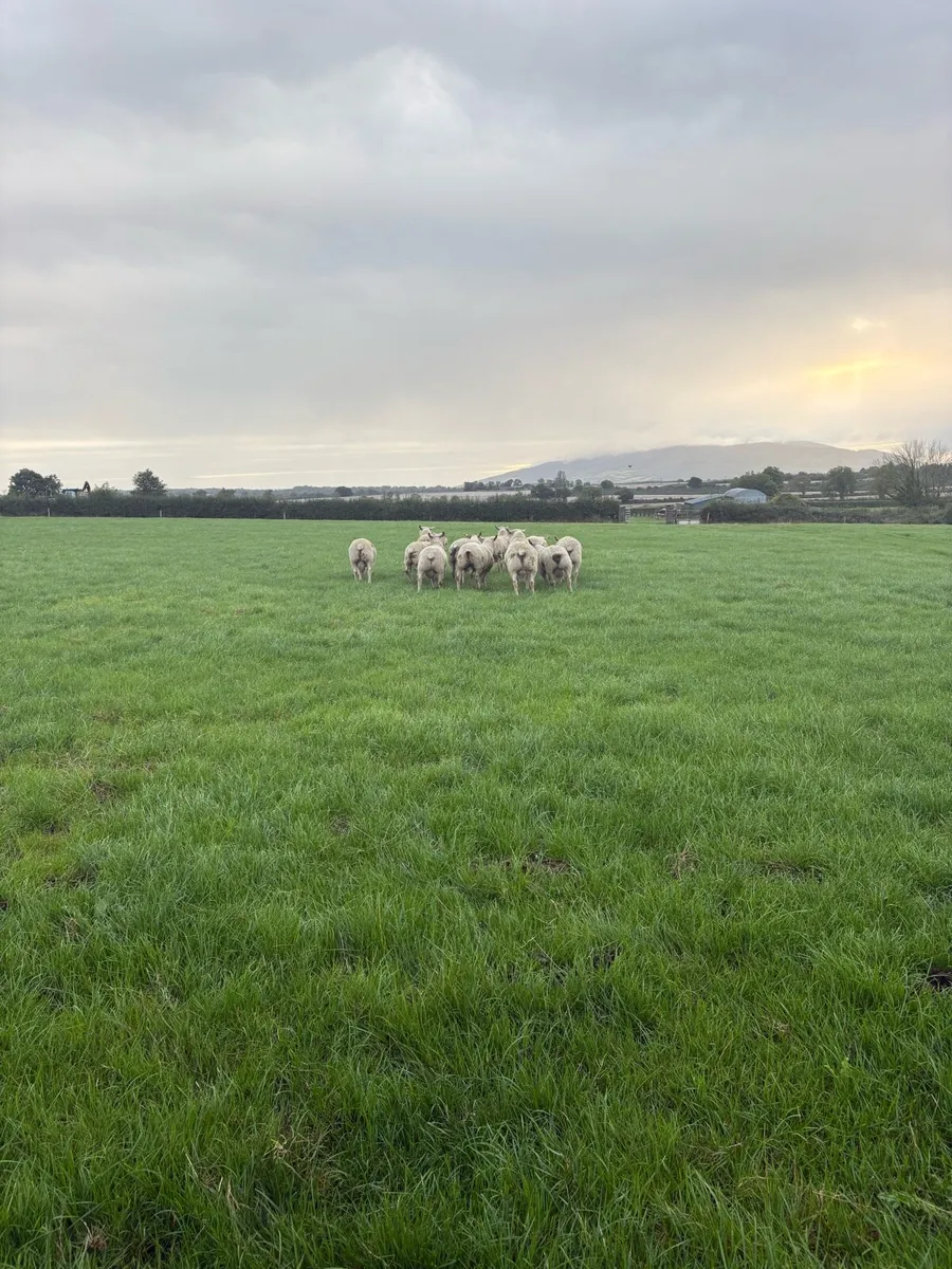 Charollais Hogget rams - Image 3