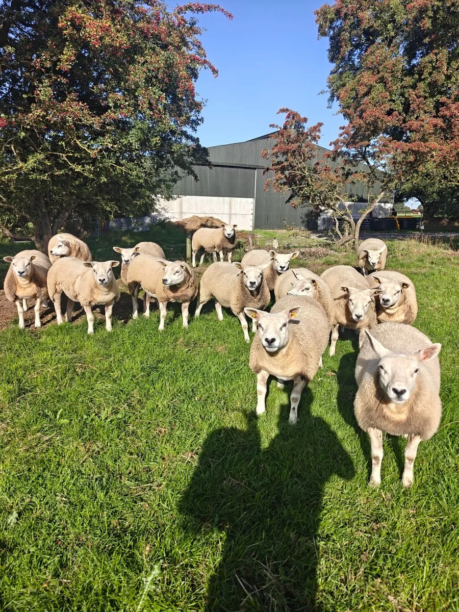 Texel Ewe Lambs - Image 3
