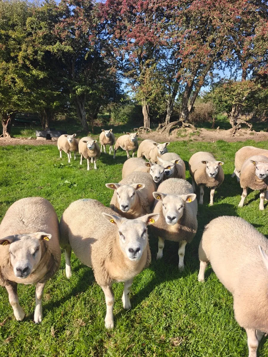 Texel Ewe Lambs - Image 4