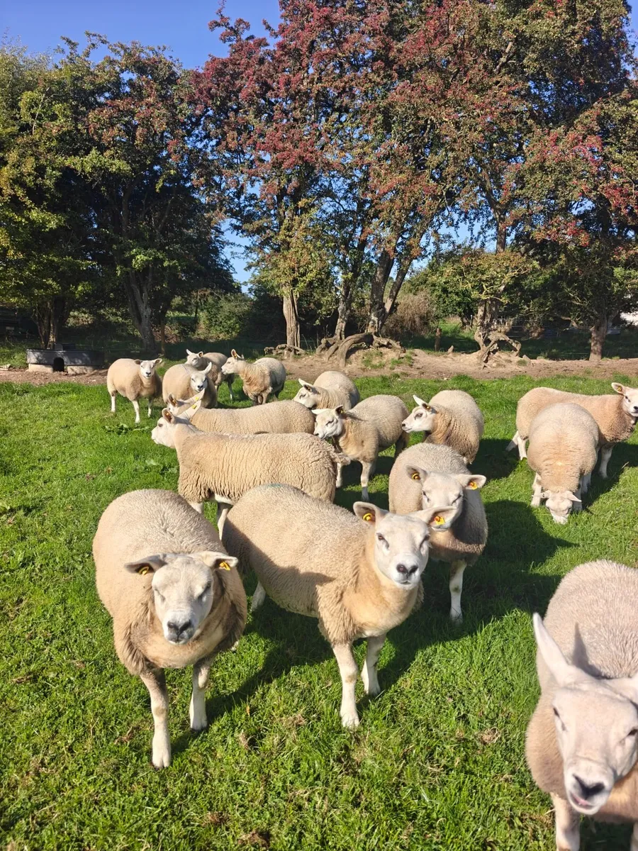 Texel Ewe Lambs - Image 2