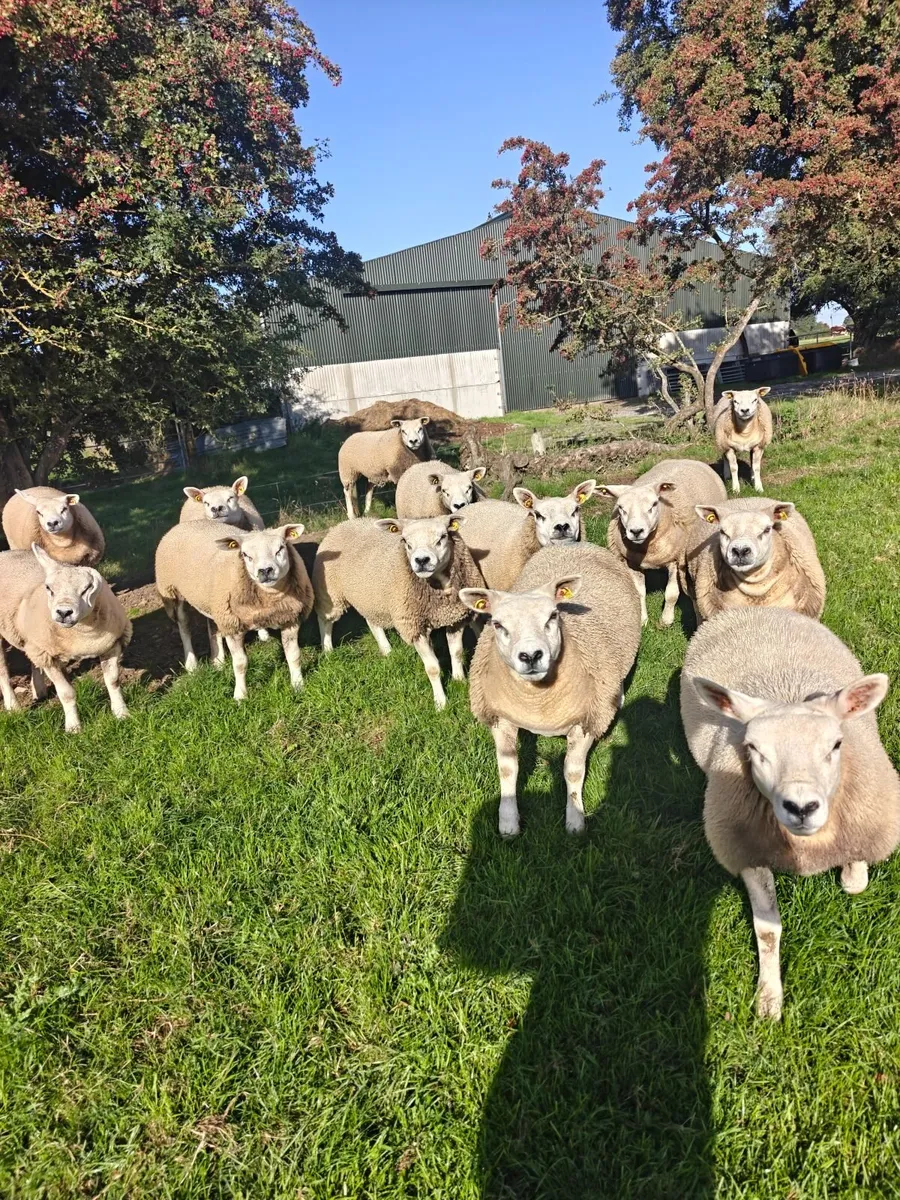 Texel Ewe Lambs - Image 1