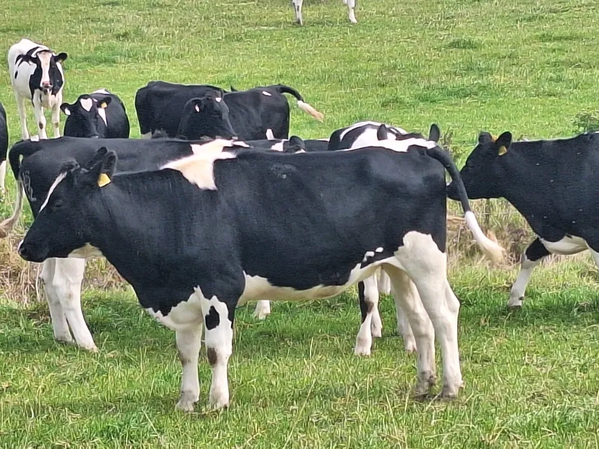 Empty Heifers - Image 2
