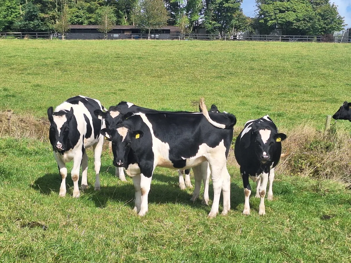Empty Heifers - Image 3