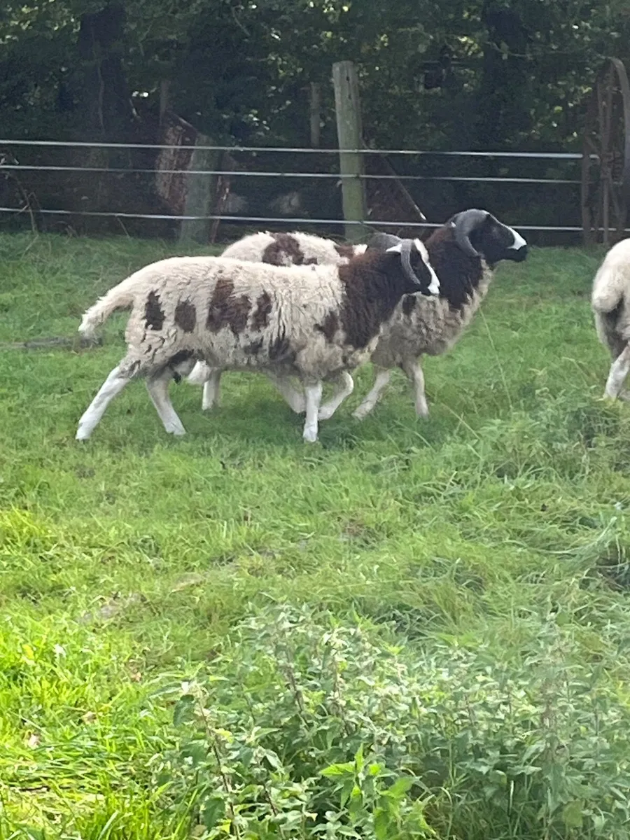 Jacob lambs - Image 1