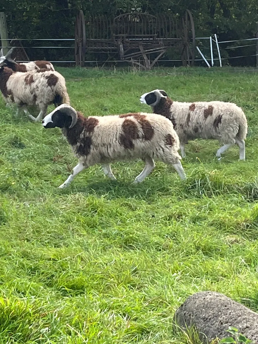 Jacob lambs - Image 2
