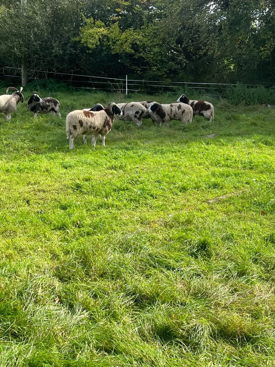 Jacob lambs - Image 4