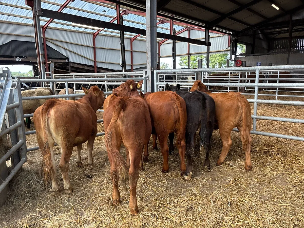 6 organic limosin heifers - Image 1