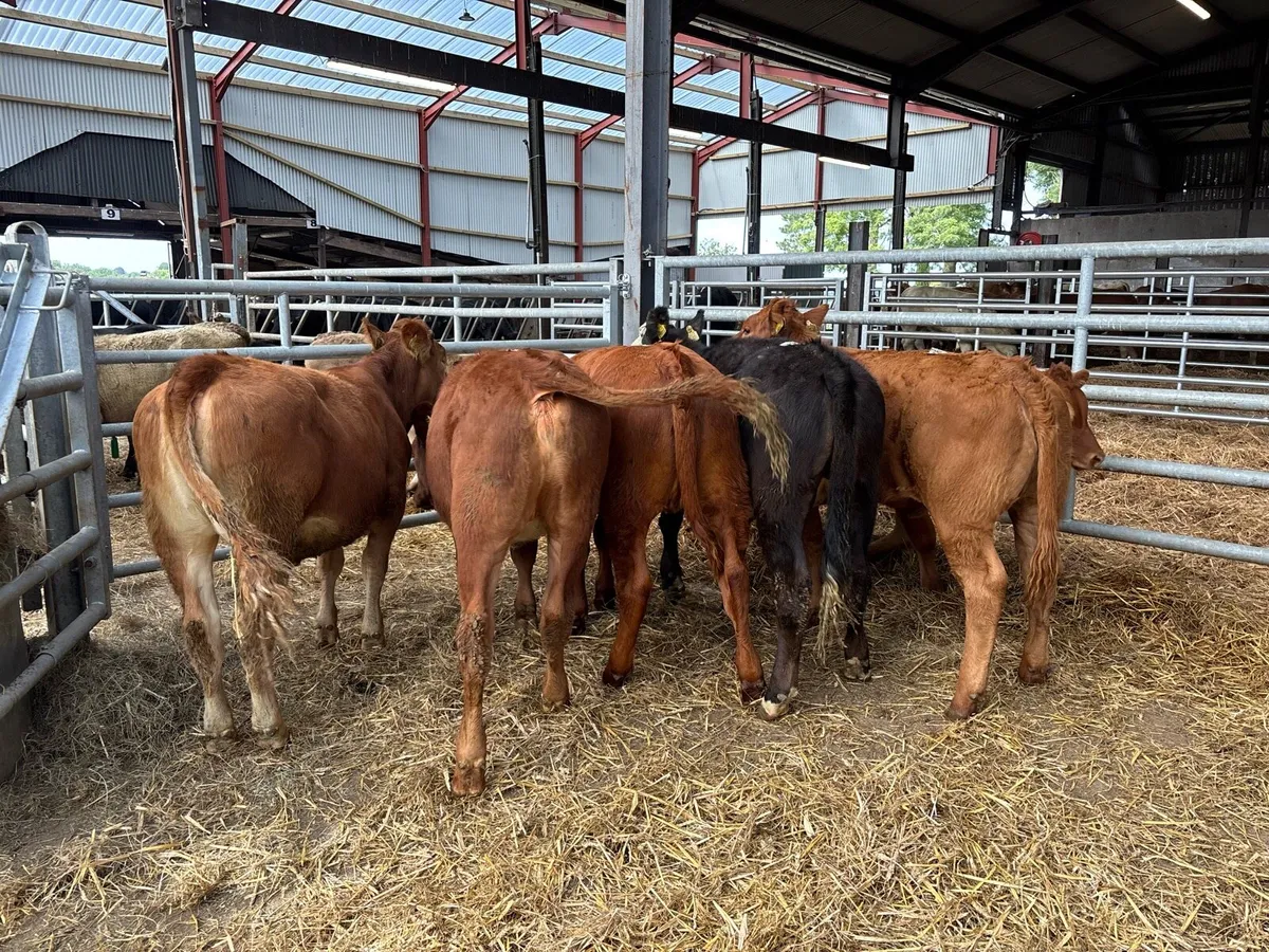 6 organic limosin heifers - Image 4