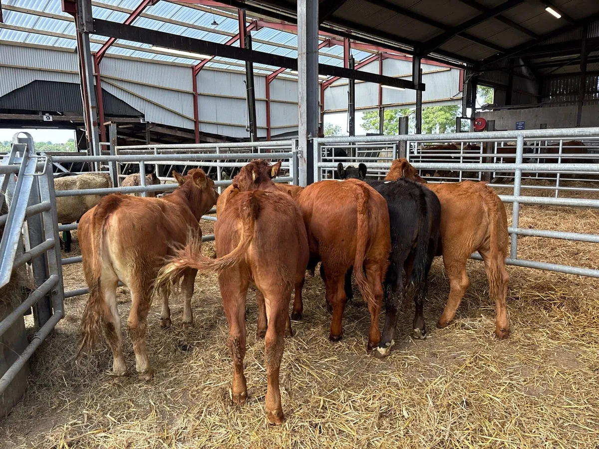 6 organic limosin heifers - Image 2