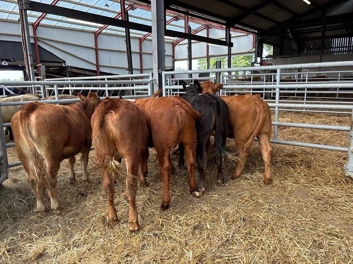6 organic limosin heifers - Image 3