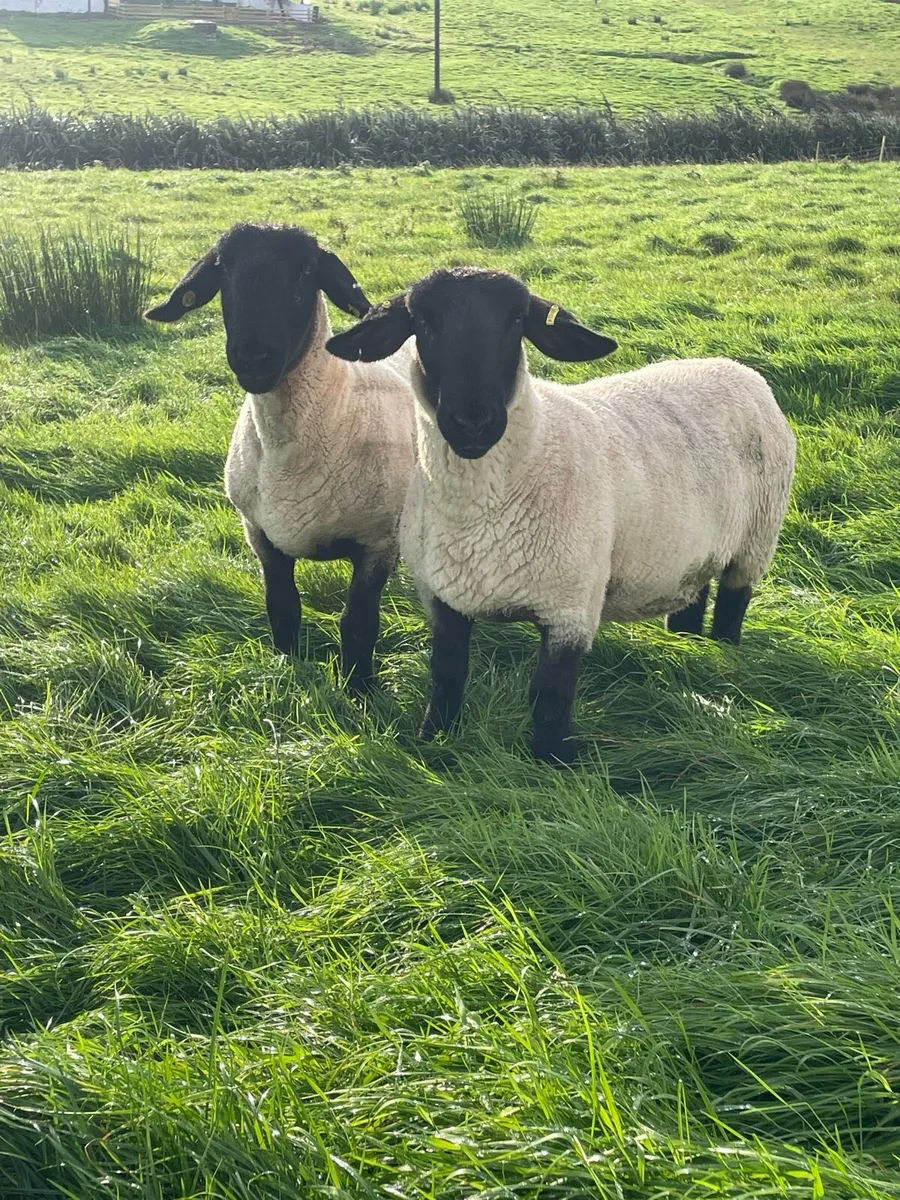 Two pedigree ewes - Image 1