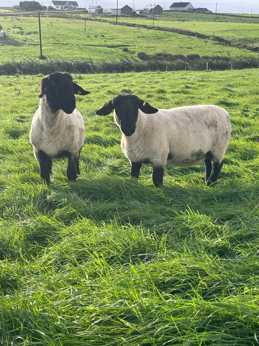 Two pedigree ewes - Image 2