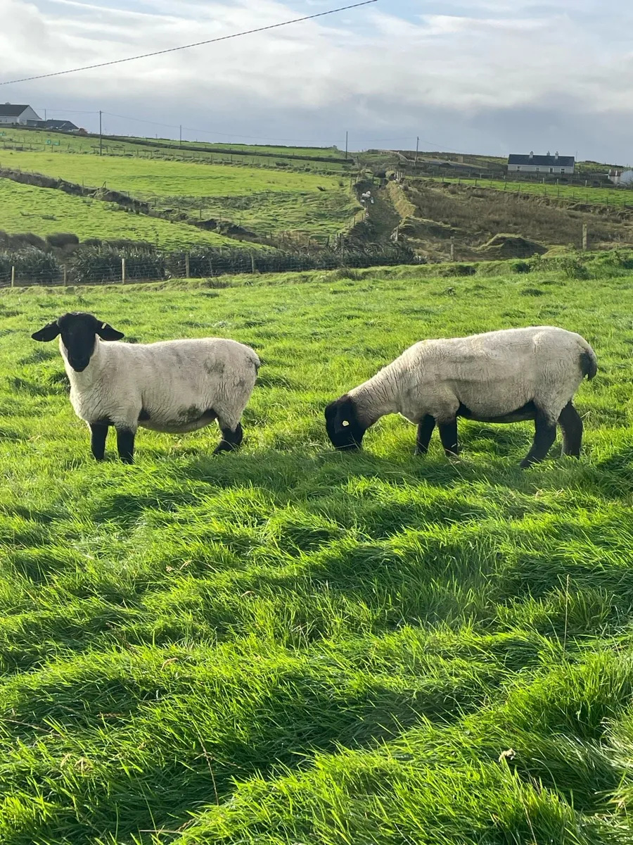Two pedigree ewes - Image 3