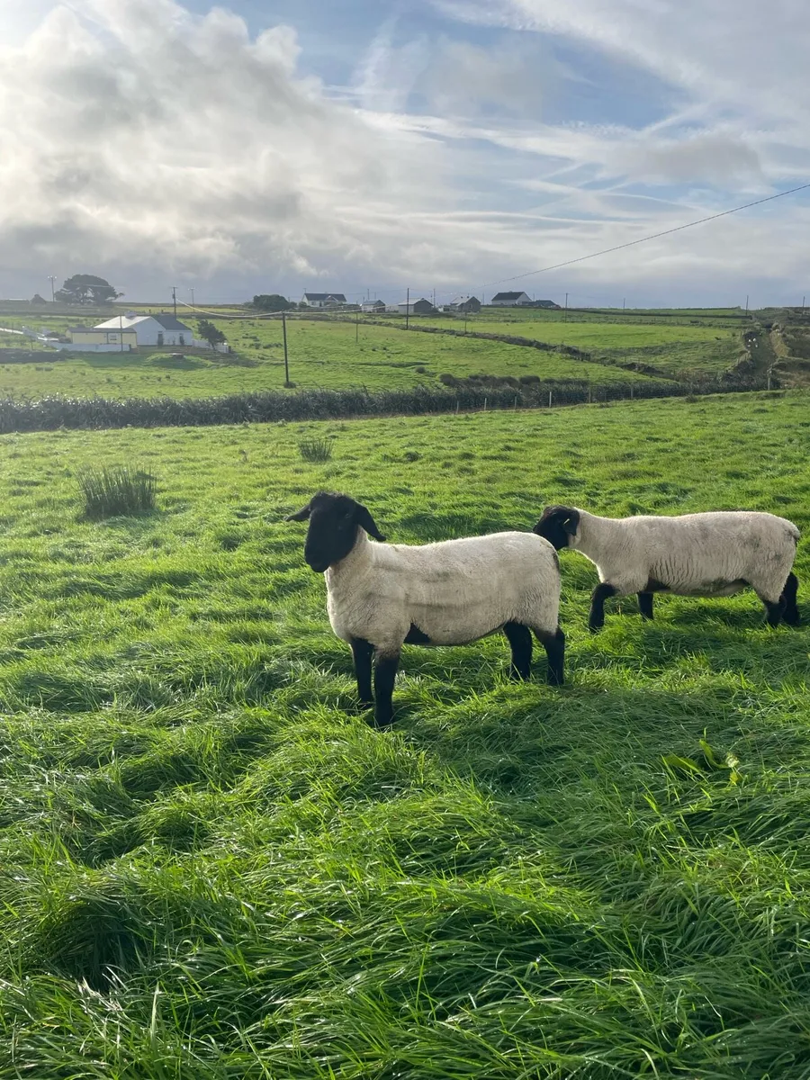 Two pedigree ewes - Image 4