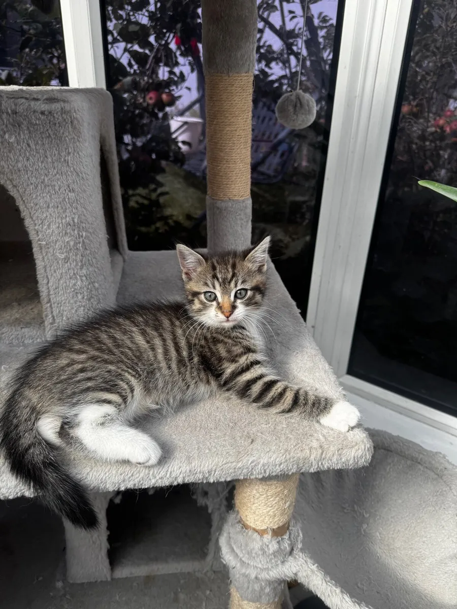 Kittens - Image 1