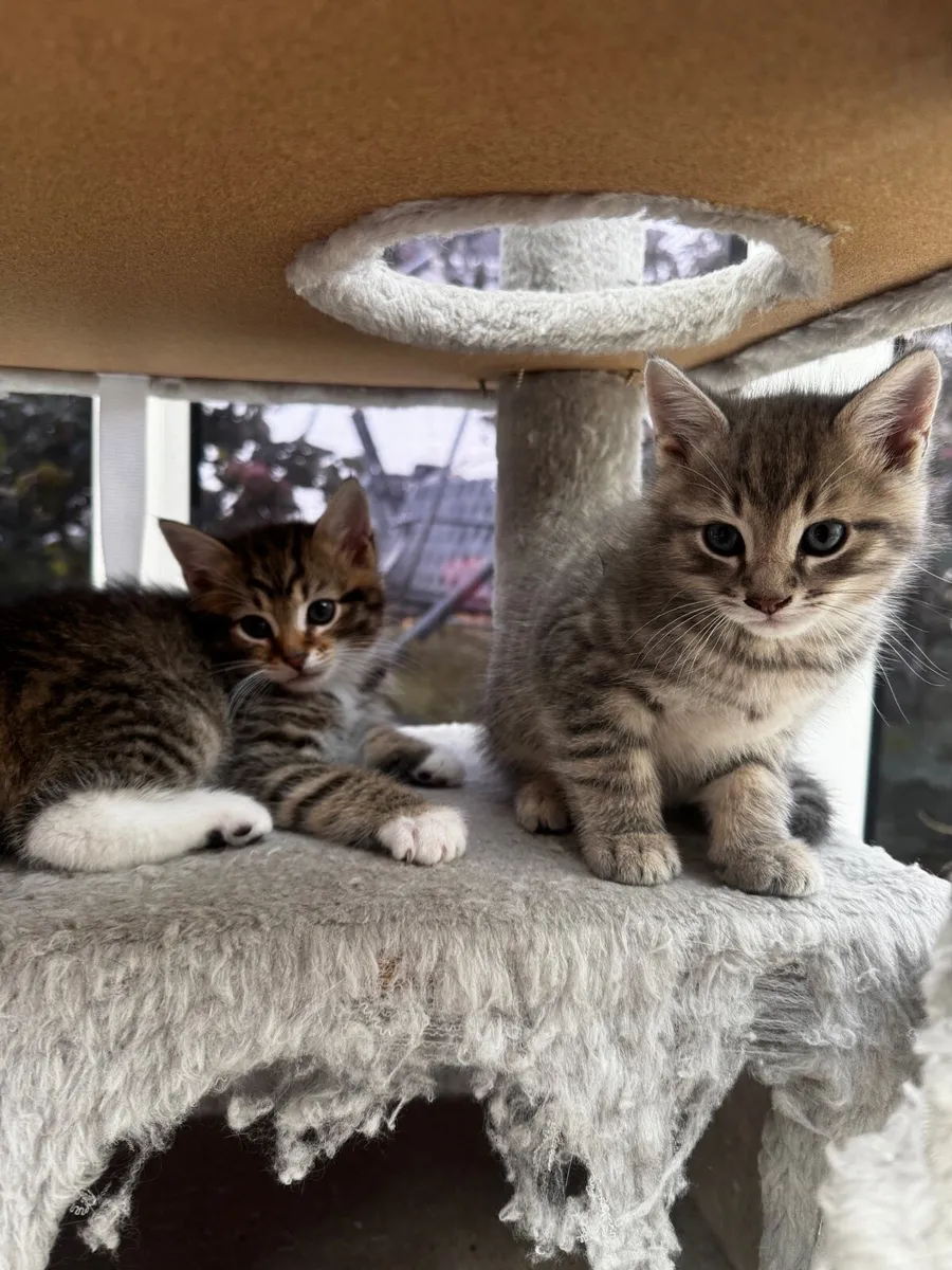 Kittens - Image 2