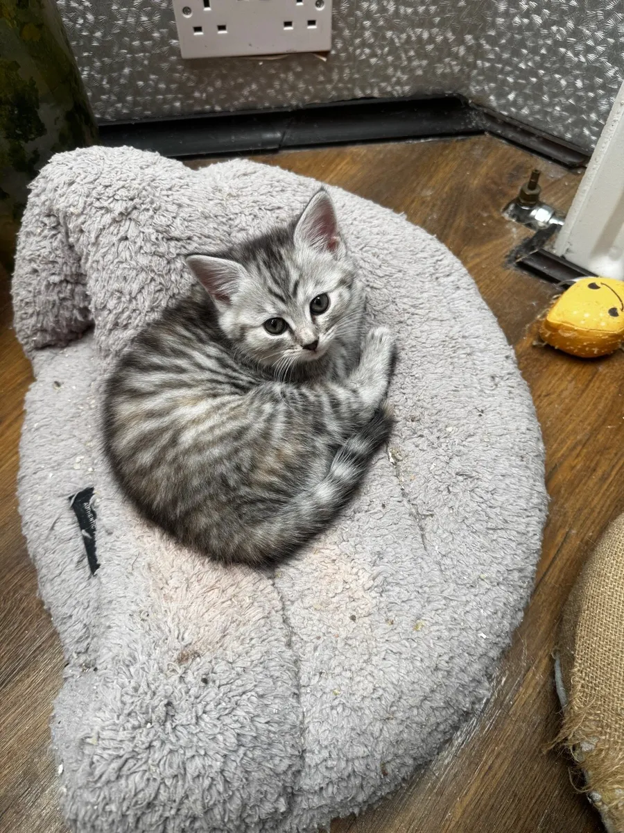 Kittens - Image 4