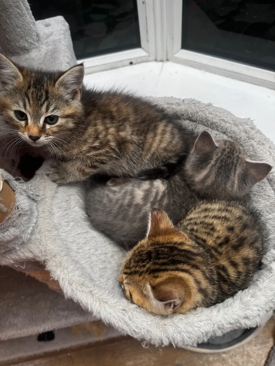 Kittens - Image 3