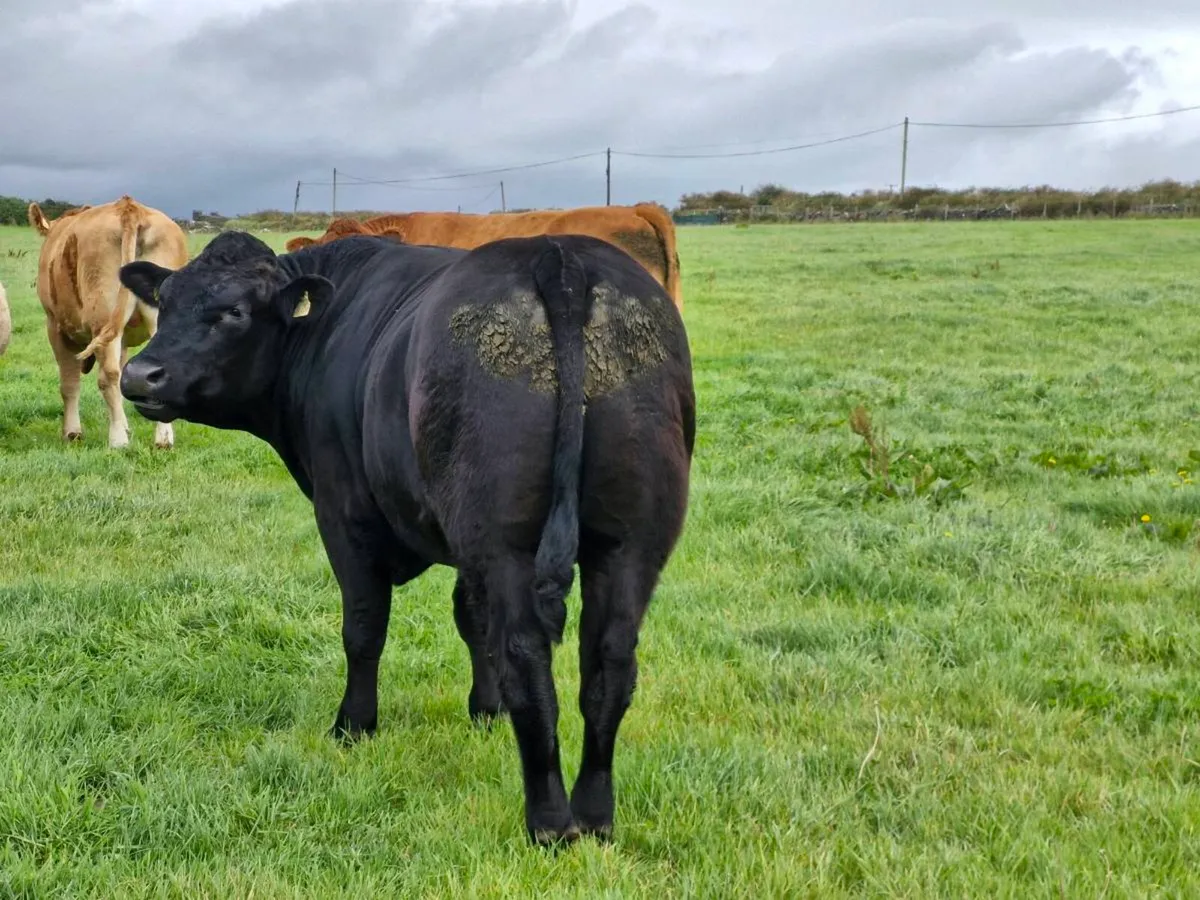 ORGANIC BULLOCKS - Image 3