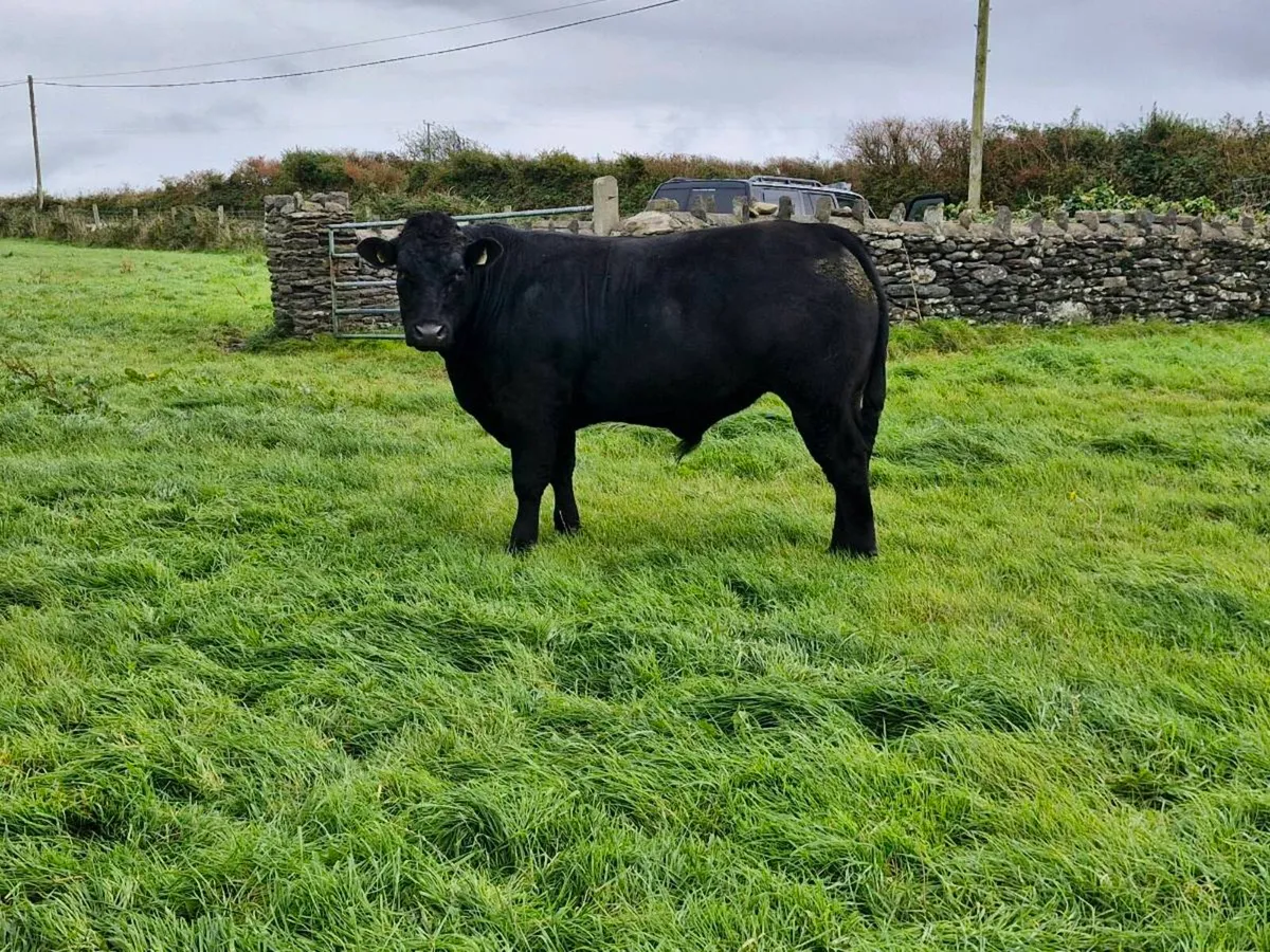 ORGANIC BULLOCKS - Image 4