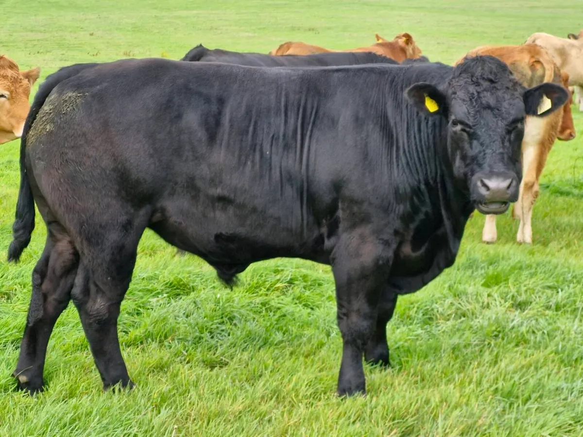 ORGANIC BULLOCKS - Image 2
