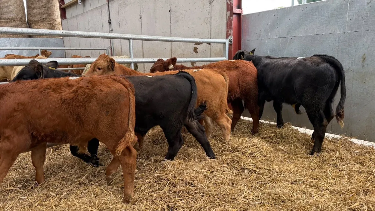 5 super organic limosin bullocks - Image 1