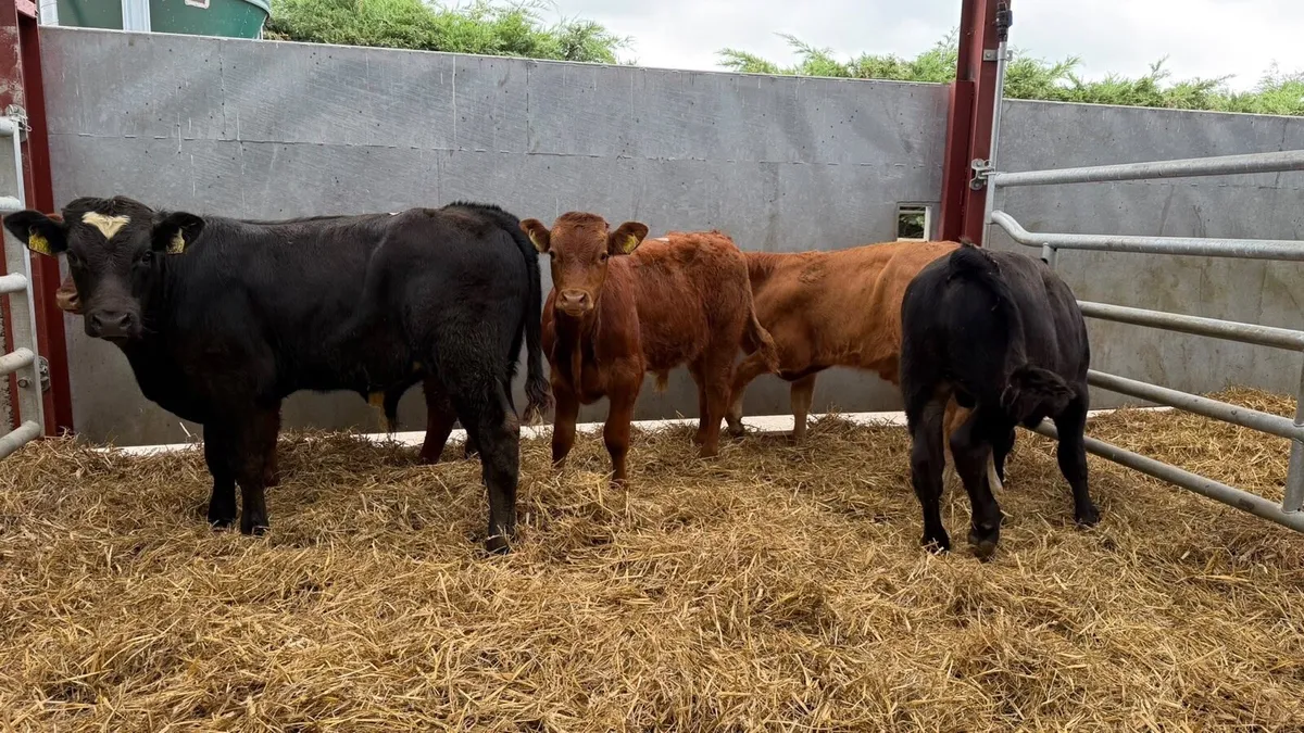 5 super organic limosin bullocks - Image 3