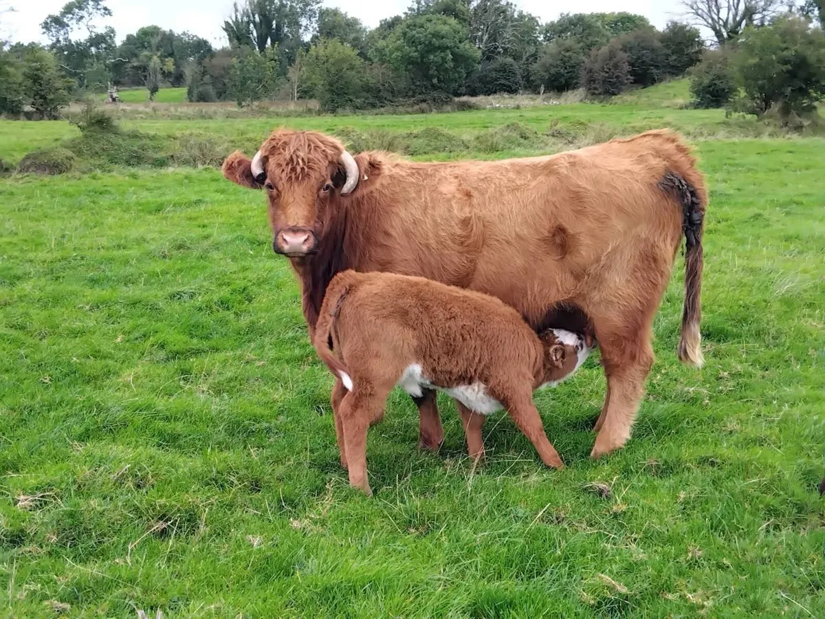 3 calfed heifers with calfs - Image 3