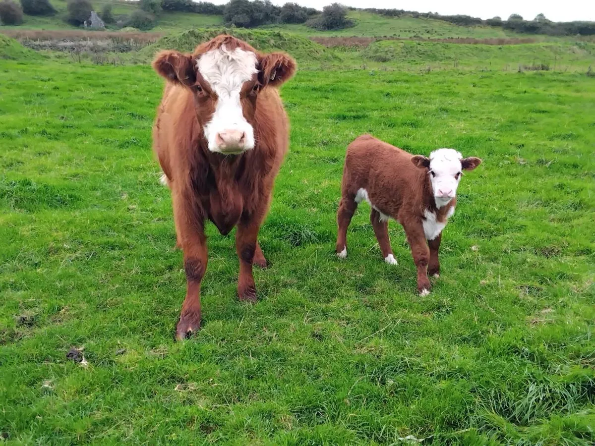3 calfed heifers with calfs - Image 4
