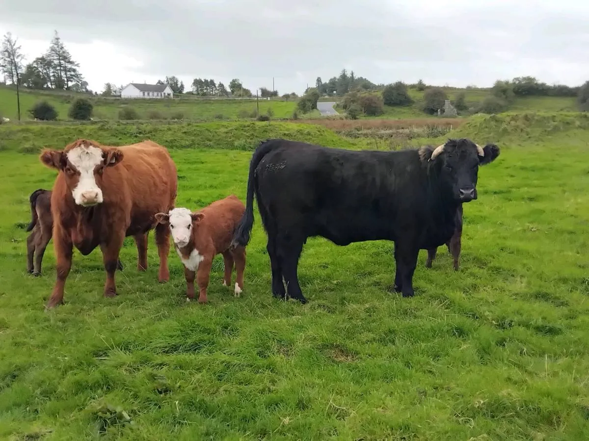 3 calfed heifers with calfs - Image 2