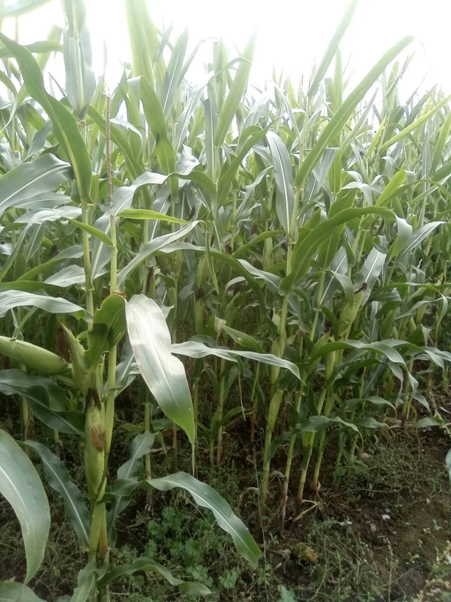 Maize for sale - Image 2