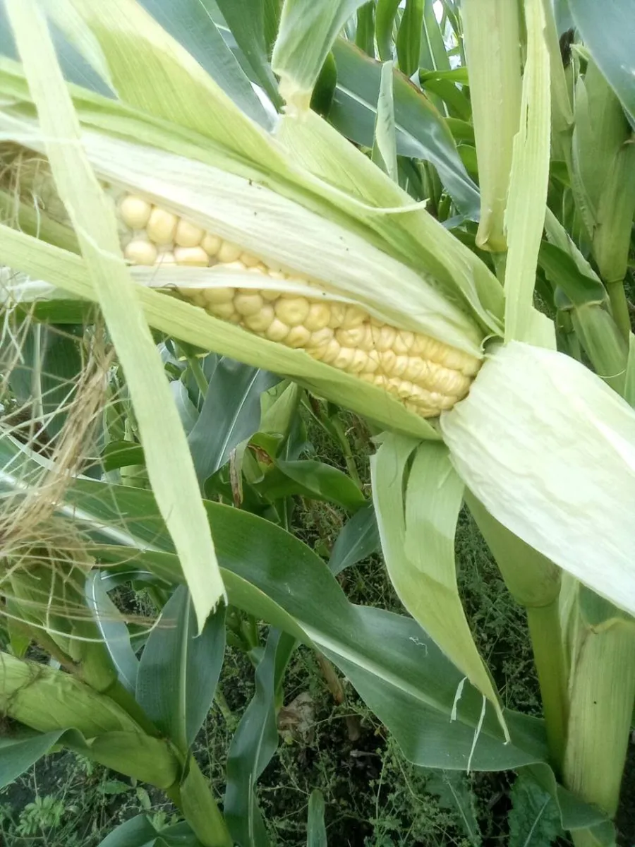 Maize for sale - Image 3