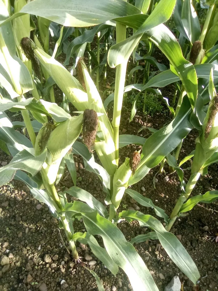 Maize for sale - Image 1