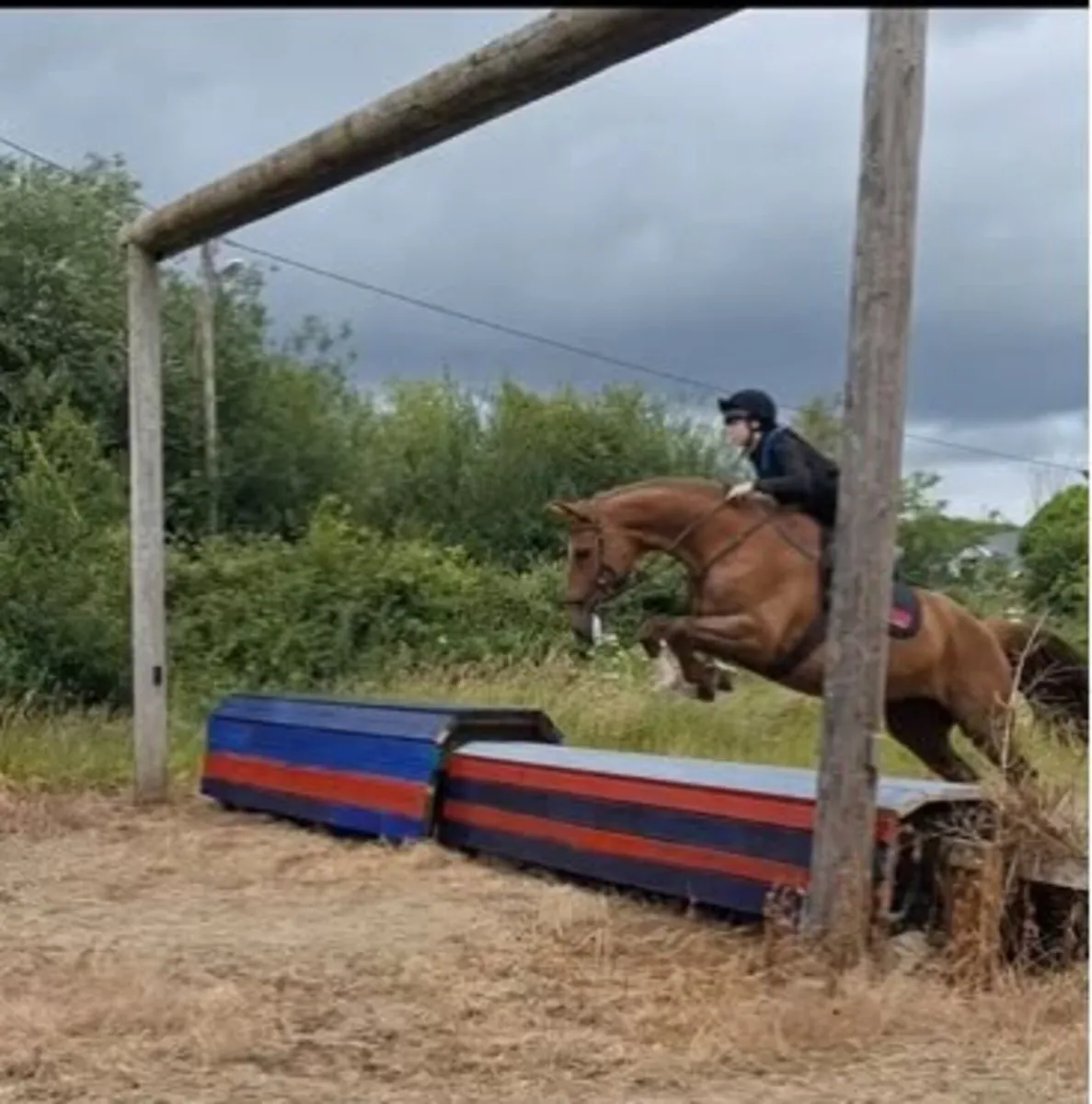 16.2 Irish Sport Horse - Image 3