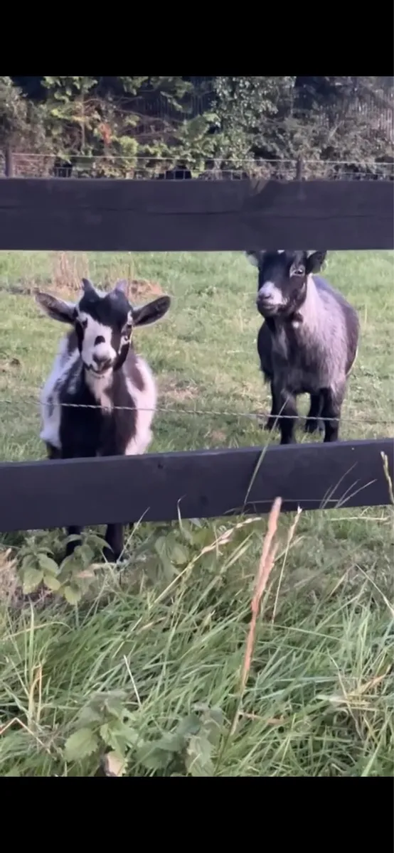 Pygmy goats - Image 4