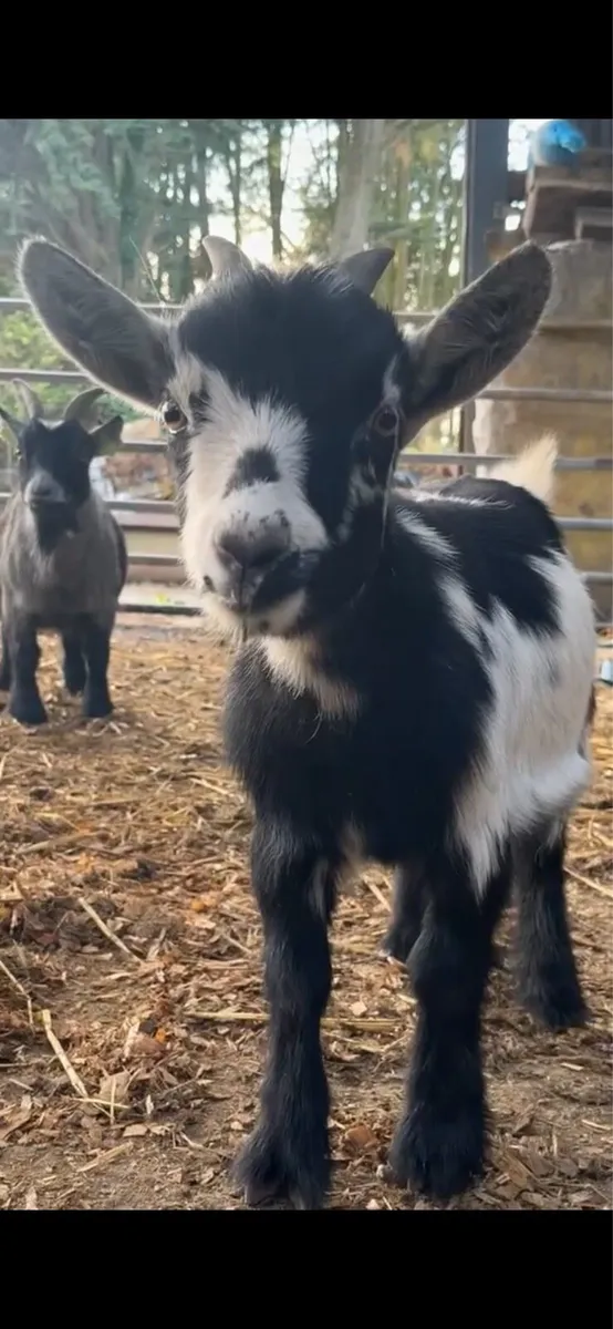 Pygmy goats - Image 1