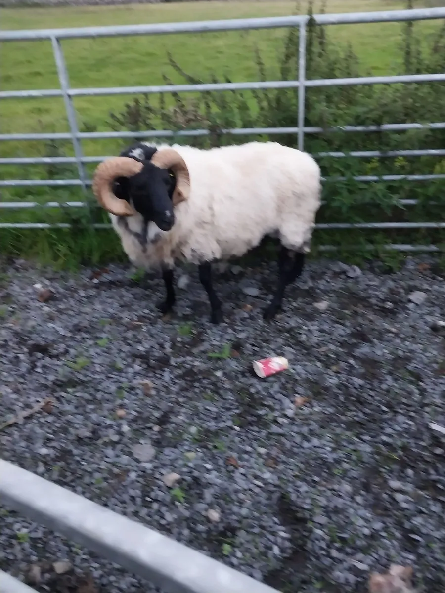 Ram, sis approved