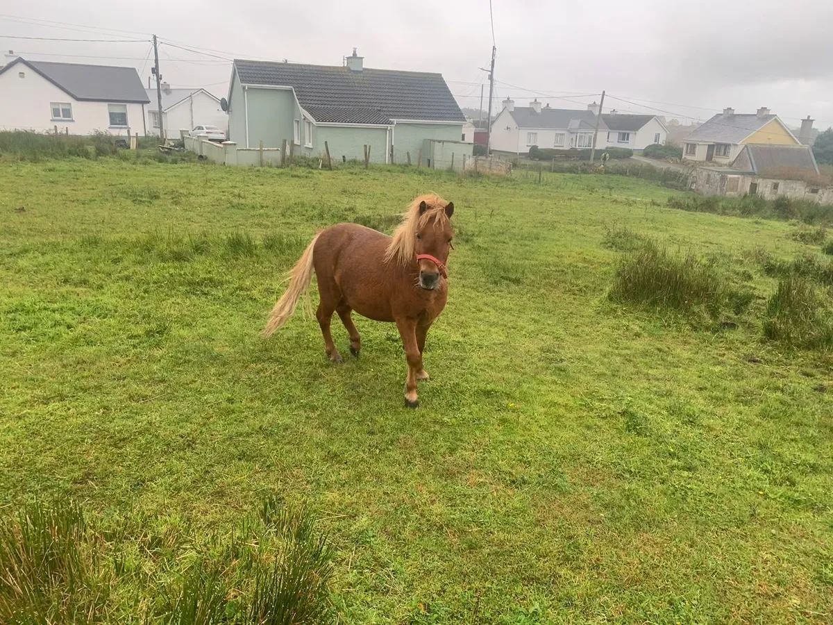 Pony - Image 2